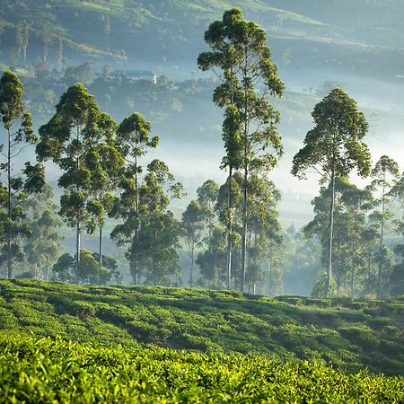 Ceylon Tea Trails Ξενοδοχείο Norwood Εξωτερικό φωτογραφία