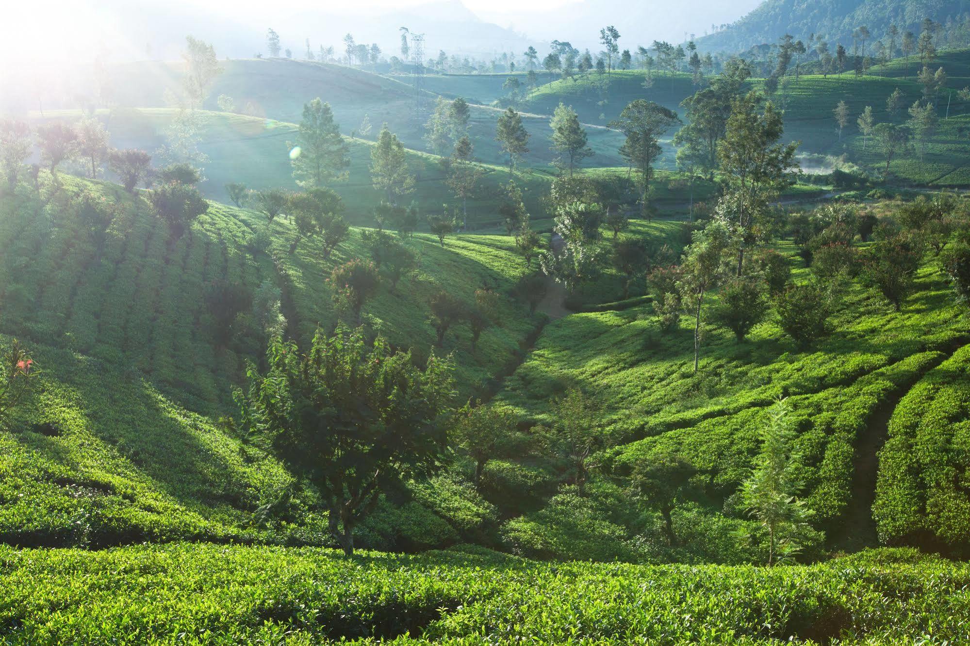 Ceylon Tea Trails Ξενοδοχείο Norwood Εξωτερικό φωτογραφία