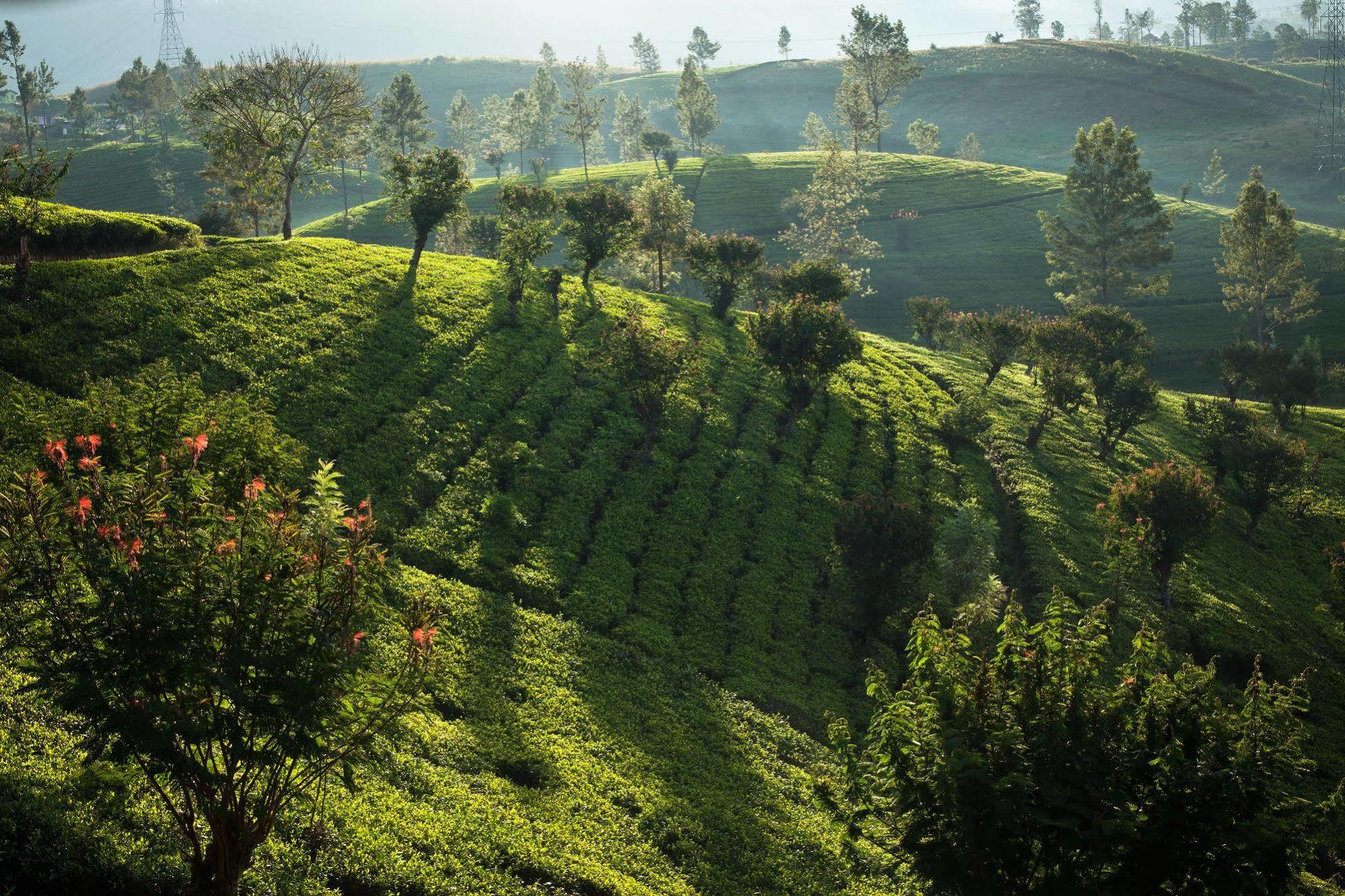 Ceylon Tea Trails Ξενοδοχείο Norwood Εξωτερικό φωτογραφία