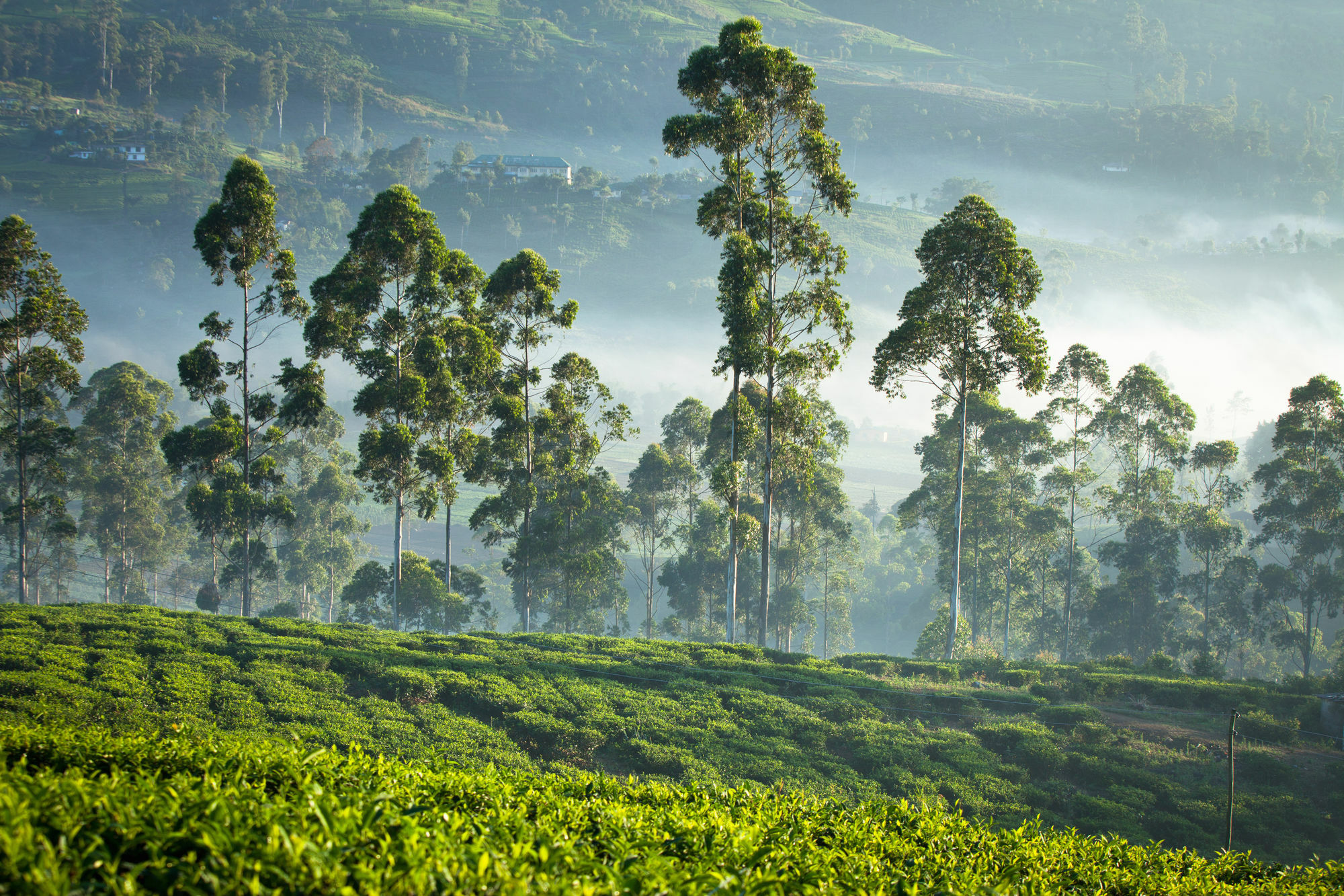 Ceylon Tea Trails Ξενοδοχείο Norwood Εξωτερικό φωτογραφία